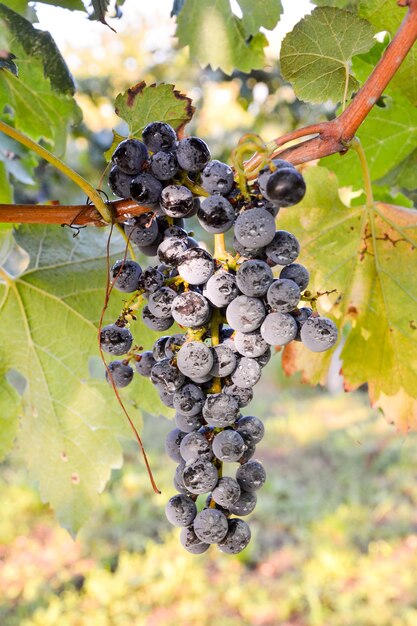 La vigna pronta a produrre vino