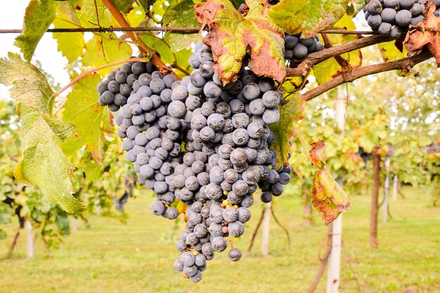 La vigna pronta a produrre vino