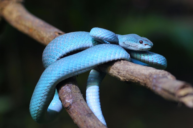 La vipera blu è un serpente velenoso che si trova nelle isole minori della Sonda in Indonesia