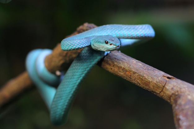 La vipera blu è un serpente velenoso che si trova nelle isole minori della Sonda in Indonesia