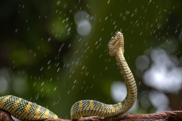 La vipera del pozzo di Wagler sotto la pioggia