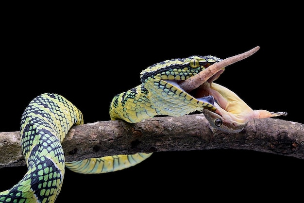 La vipera di Wagler che mangia una preda