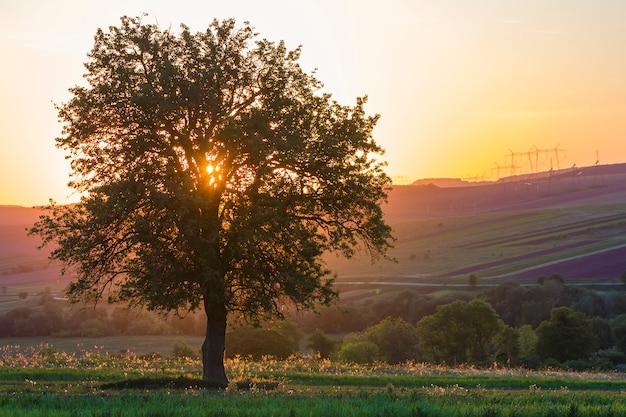 La vista calma e pacifica di bello grande albero verde al tramonto che cresce da solo nel giacimento di primavera sulle colline distanti ha inondato la luce del sole arancio di sera e le linee ad alta tensione che allungano al fondo di orizzonte.