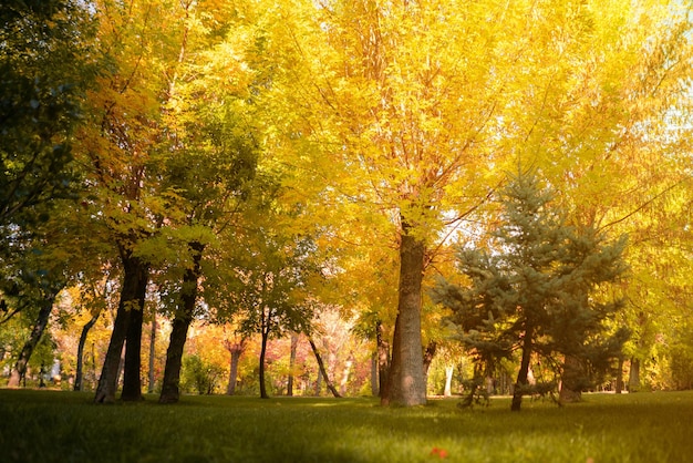 La vista dal basso da terra verso l'alto sotto gli alberi durante la stagione autunnale con foglie che cadono