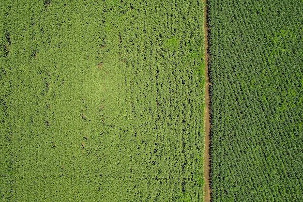 La vista dall'alto dell'azienda agricola coltiva il bel paesaggio delle piante