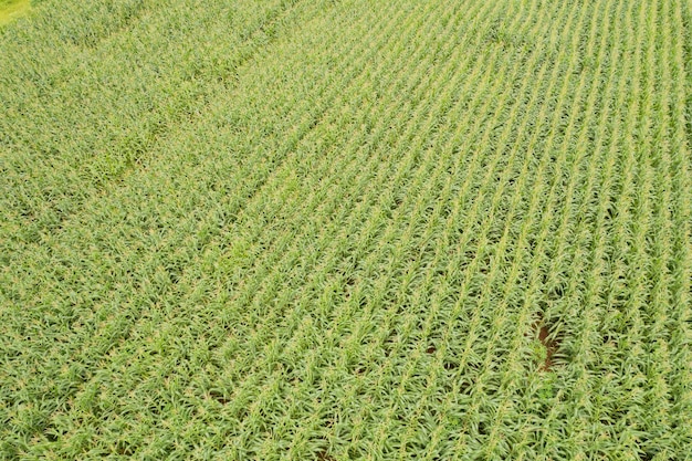 La vista dall'alto dell'azienda agricola coltiva il bel paesaggio delle piante