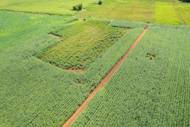 La vista dall'alto dell'azienda agricola coltiva il bel paesaggio delle piante