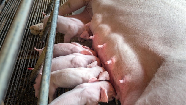 La vista dall'alto di molti maialini appena nati dormono sul latte materno Alimentazione del maiale mamma