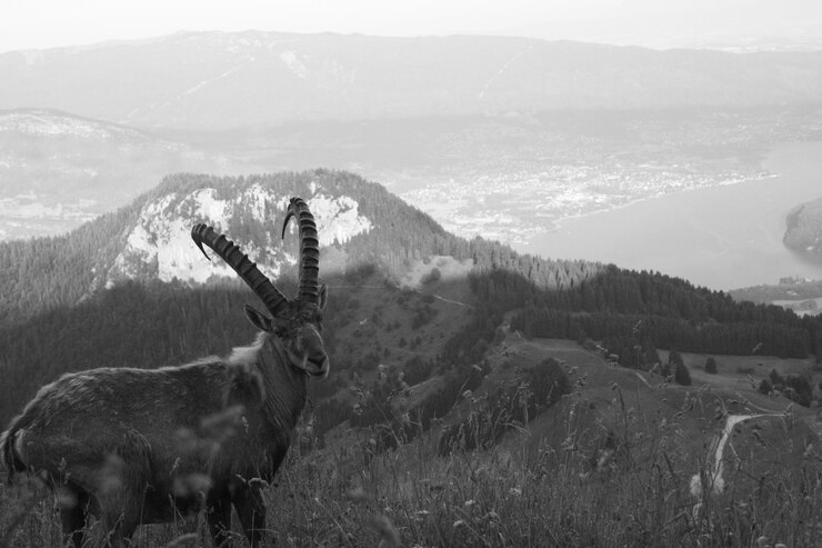 Foto la vista dei cervi sulla montagna