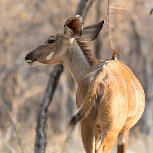 La vista del kudu