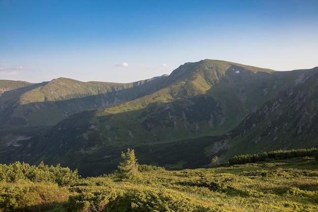 La vista del massiccio montuoso del monte Rebra di Chornogora nel concetto di viaggio delle foreste di abete rosso dei Carpazi