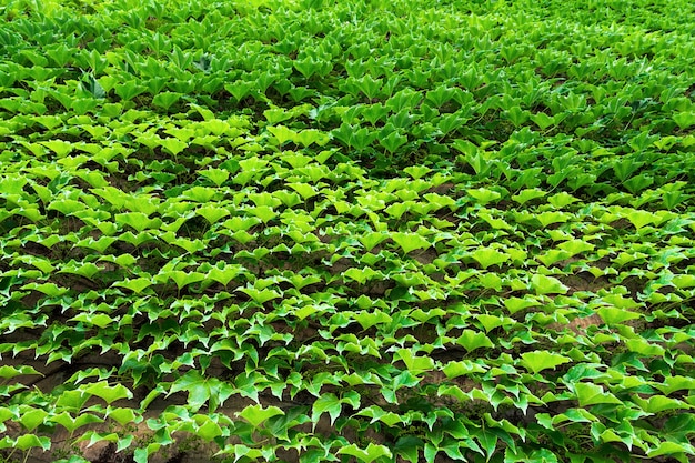 La vista del muro che è completamente coperto di uva selvatica.