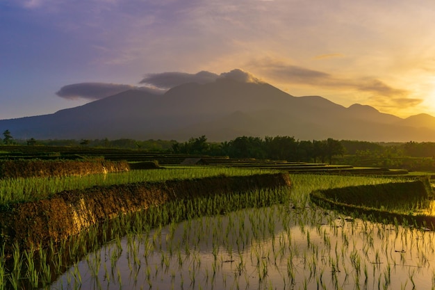 La vista del sole mattutino che splende nelle risaie di Kemumu North Bengkulu Indonesia