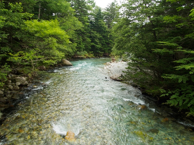 La vista del torrente scorre giù attraverso la foresta sulla montagna a Kamikochi in Giappone