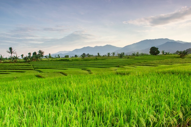 la vista delle risaie in una bella mattina con una bellissima montagna blu a Bengkulu