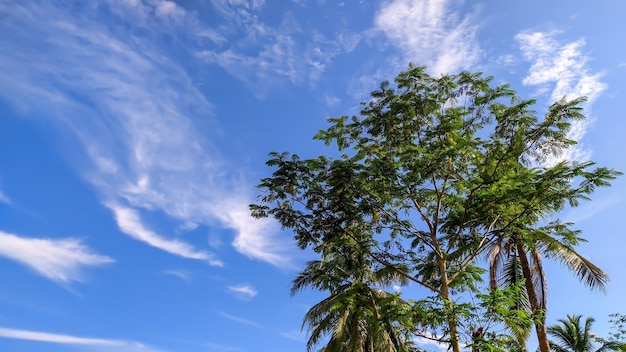 La vista di fondo del cielo blu con gli alberi copia lo spazio in Indonesia