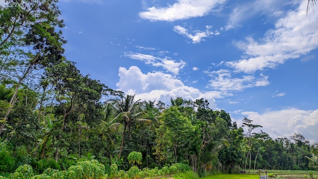 La vista di fondo del cielo blu con gli alberi della foresta in Indonesia