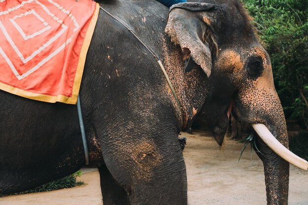 La vista di un elefante