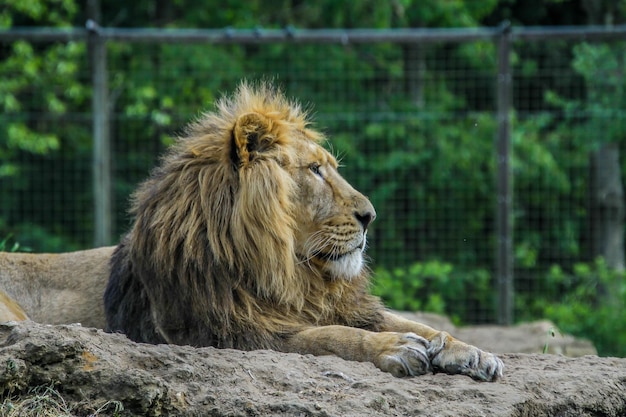 La vista di un leone