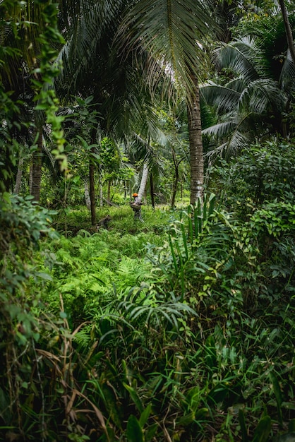 La vista di una foresta