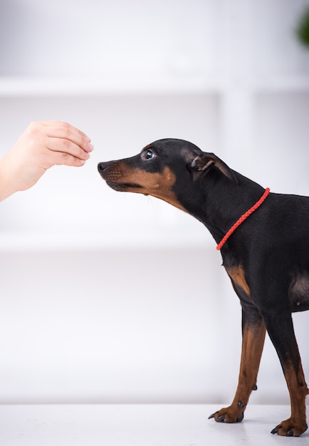 La vista laterale del cane sveglio sta mangiando l&#39;alimento dalla mano.