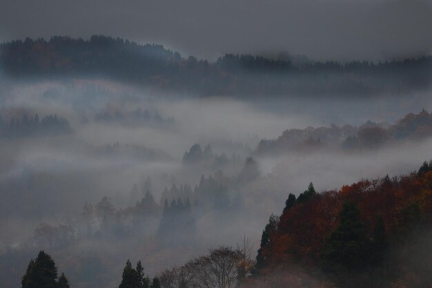 La vista panoramica degli alberi contro il cielo durante l'autunno