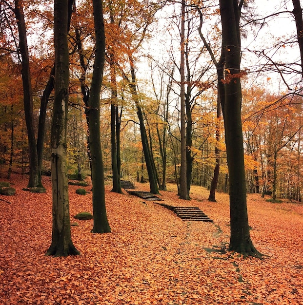 La vista panoramica degli alberi durante l'autunno