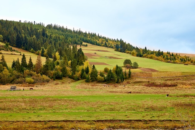 La vista panoramica degli alberi sui terreni agricoli