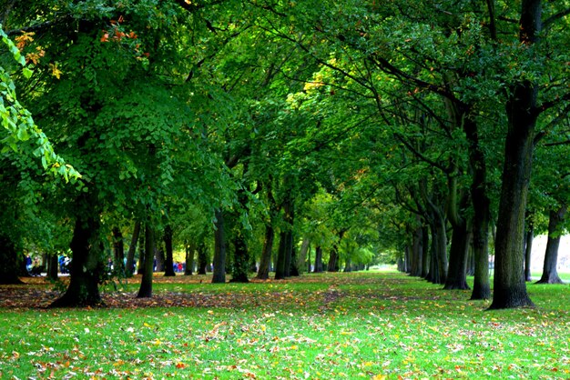 La vista panoramica degli alberi