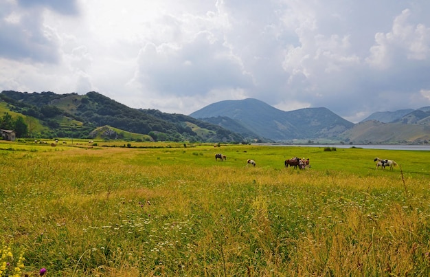 La vista panoramica dei cavalli nel campo erboso