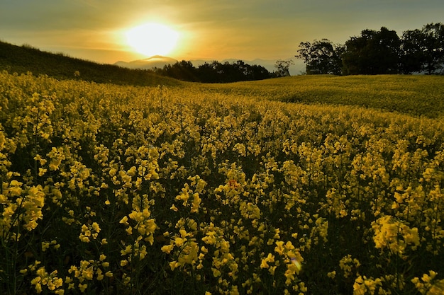 La vista panoramica dei fiori che fioriscono nel campo