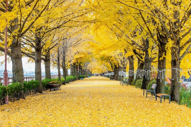 La vista panoramica dei fiori gialli durante l'autunno