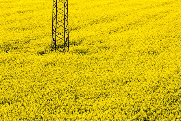 La vista panoramica del campo di colza oleosa