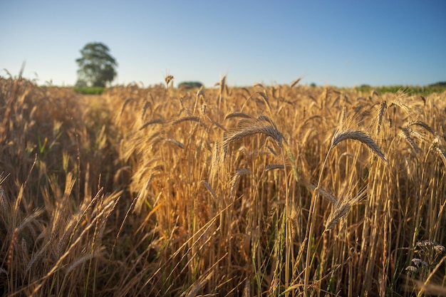 La vista panoramica del campo di grano contro il cielo