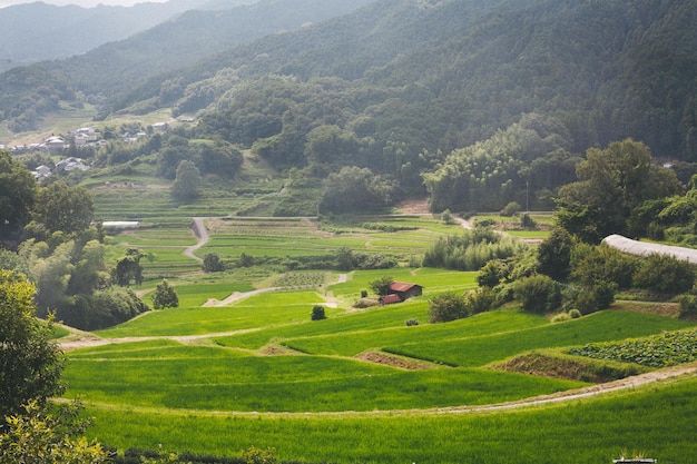 La vista panoramica del campo di riso