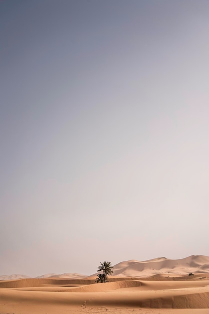 La vista panoramica del deserto contro un cielo limpido