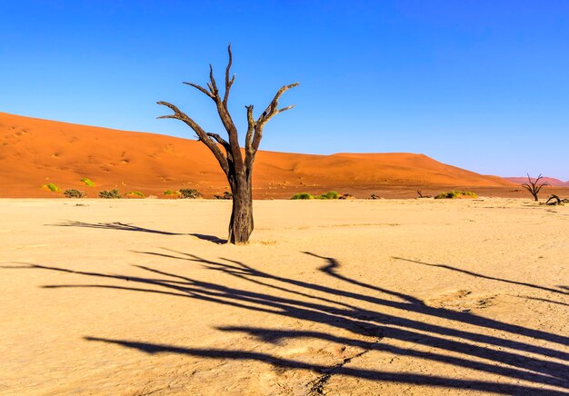 La vista panoramica del deserto contro un cielo limpido