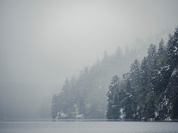La vista panoramica del lago dagli alberi durante l'inverno