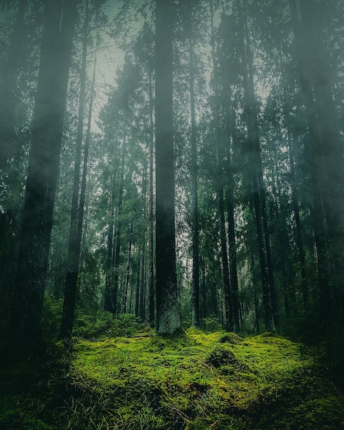 La vista panoramica della foresta