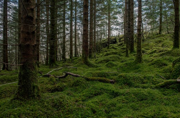 La vista panoramica della foresta