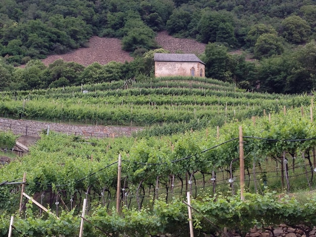 La vista panoramica della vigna contro gli alberi