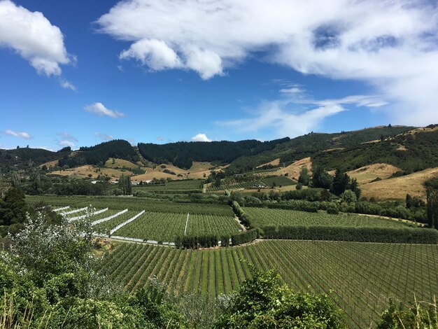 La vista panoramica della vigna contro il cielo