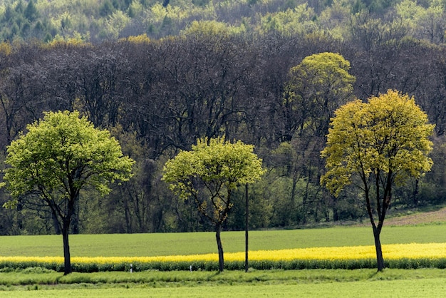 La vista panoramica di un campo erboso