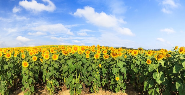 La vista panoramica meravigliosa dei girasoli sistema sotto cielo blu, paesaggio dell'estate della natura