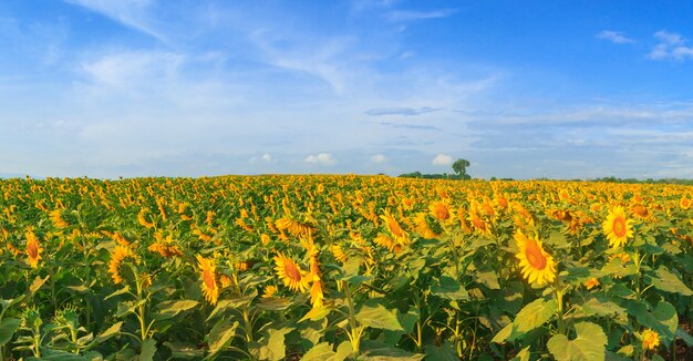 La vista panoramica meravigliosa dei girasoli sistema sotto cielo blu, paesaggio dell&#39;estate della natura