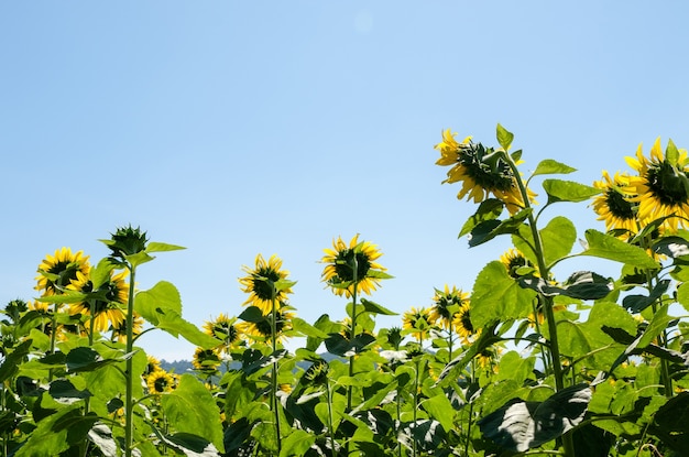 La vista posteriore della fila di girasoli sotto il cielo azzurro in estate