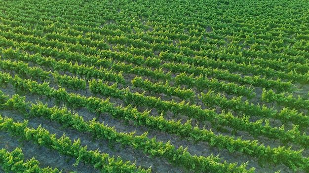 La vista superiore aerea delle vigne abbellisce da sopra fondo, Francia del sud