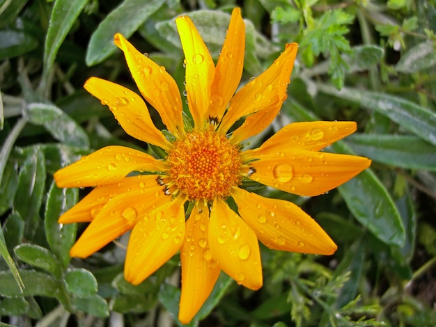 La vista superiore del primo piano di un arancio rigens gazania fiorisce con le gocce dell&#39;acqua.