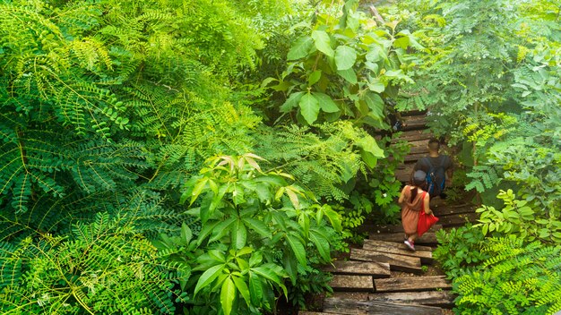 La vista superiore della foresta e dell&#39;albero della mangrovia con la persona cammina sul modo della passeggiata del blocco di legno