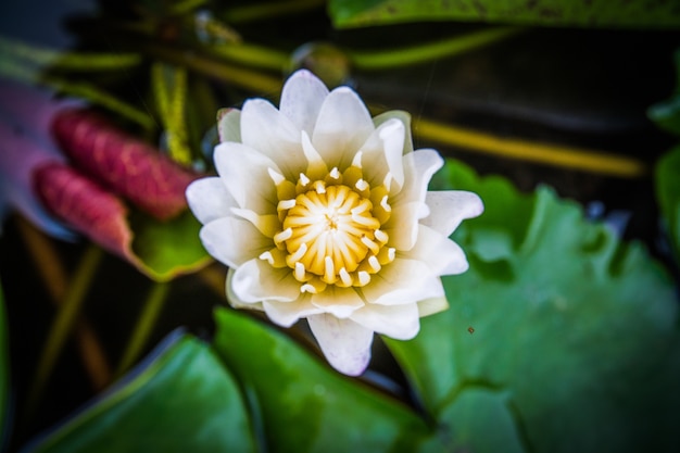 La vista superiore, fiori di loto bianco del primo piano fiorisce nell&#39;acqua